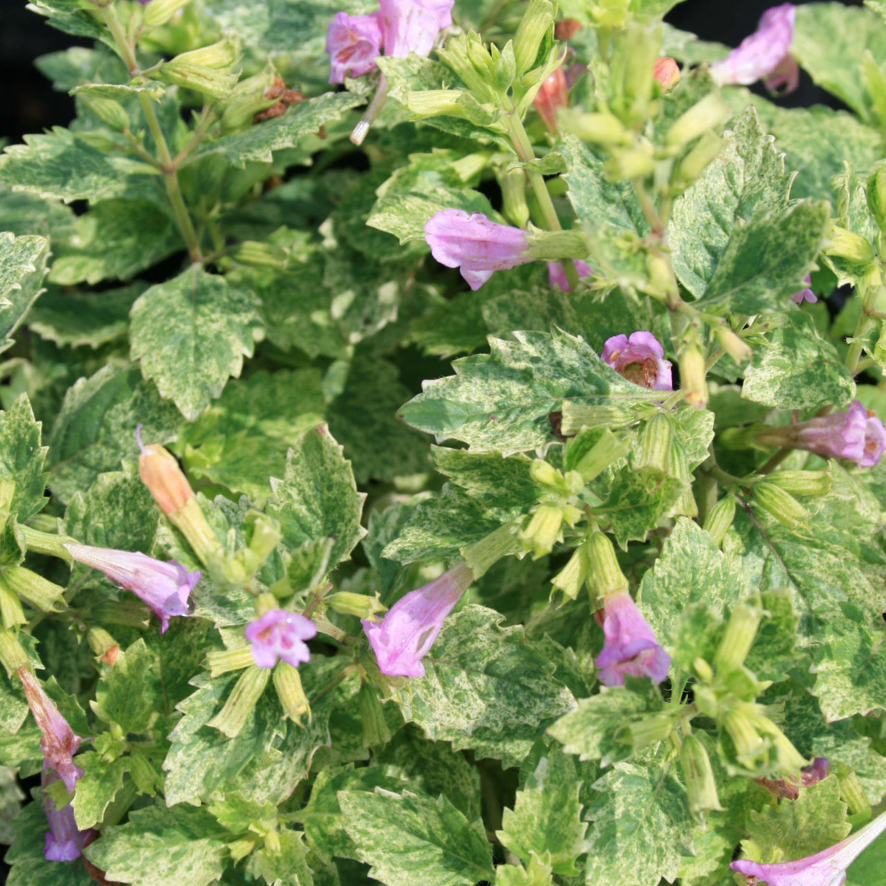 Calamintha grandiflora 'Variegata' Calamint