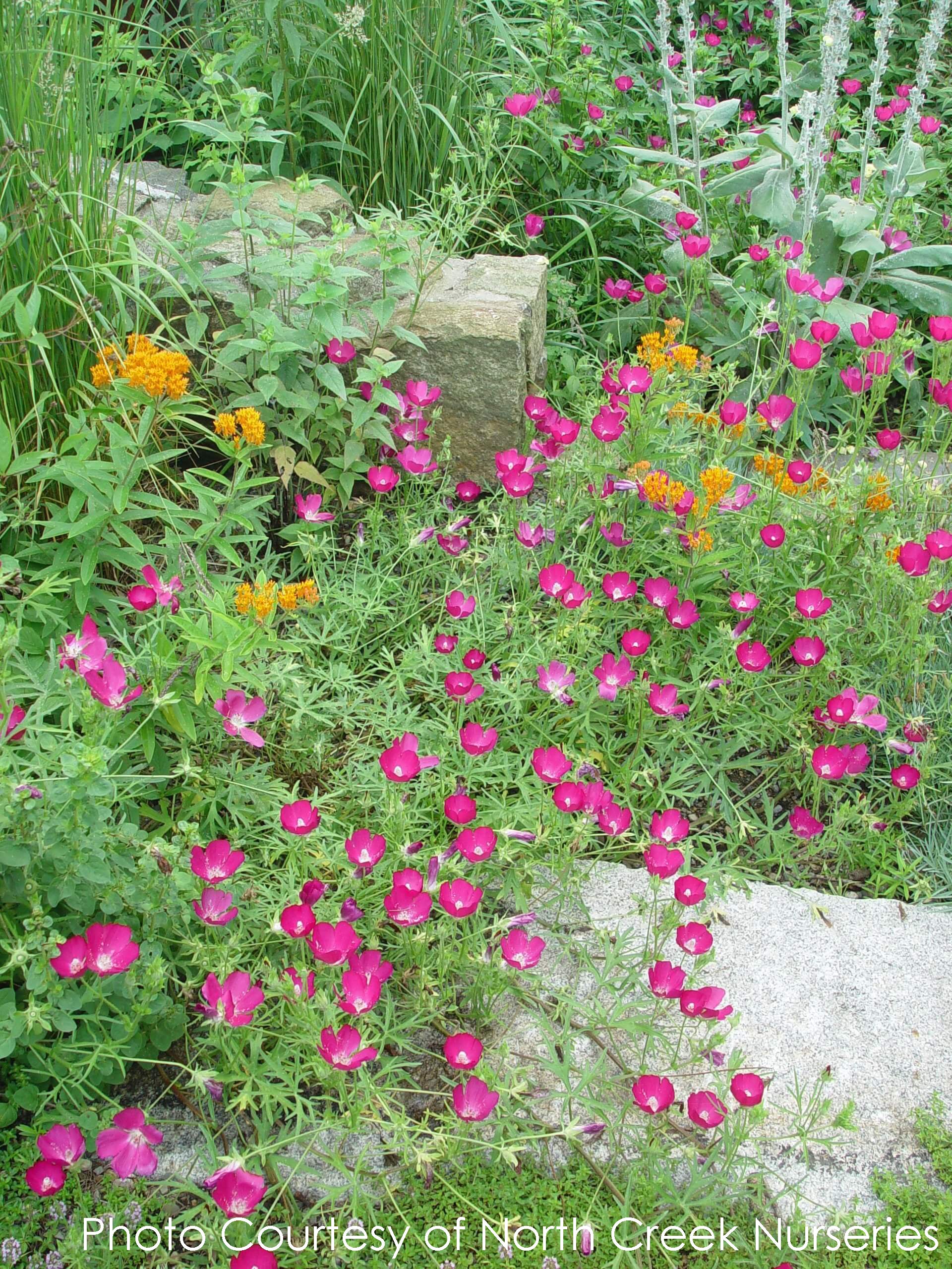 Callirhoe involucrata Wine Cups