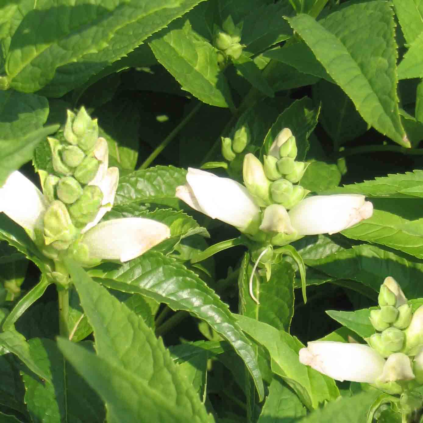 Chelone glabra White Turtlehead for Sale | Rare Roots