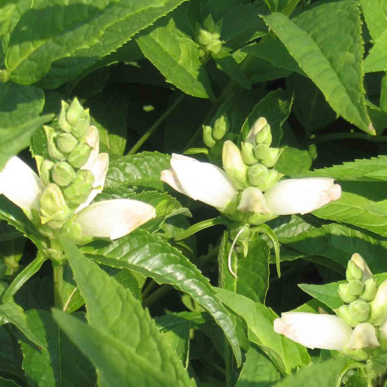 Chelone glabra Turtlehead