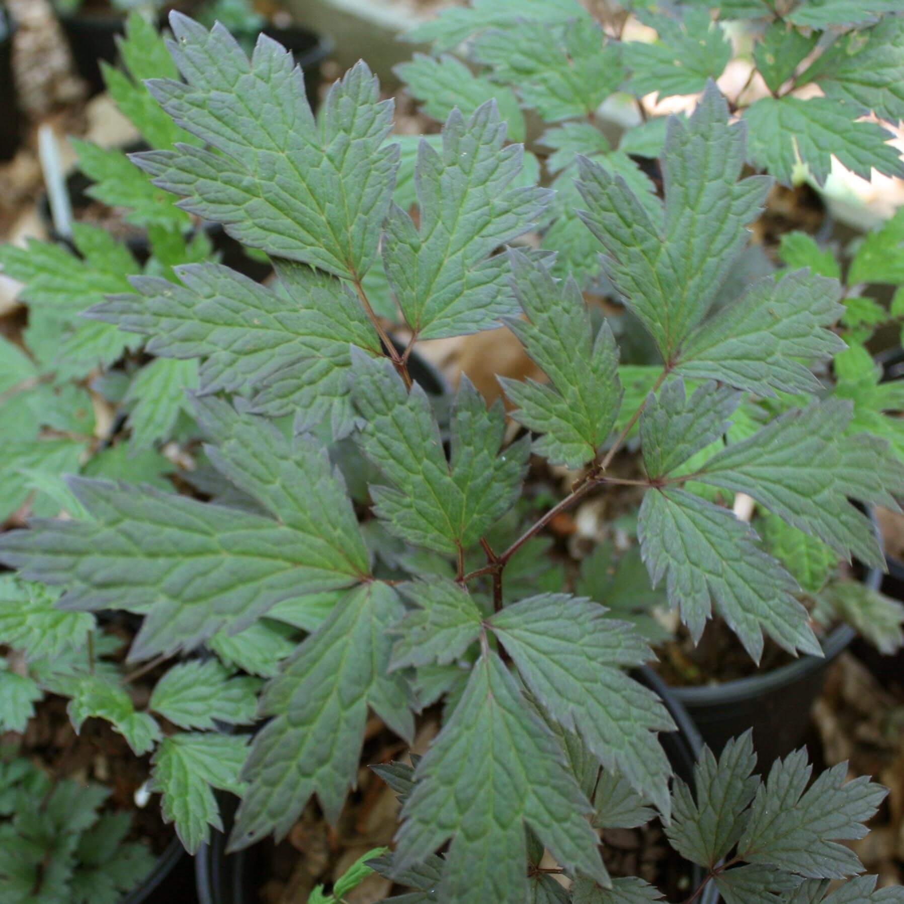 Cimicifuga (Actaea) racemosa 'Chocoholic' Bugbane/Black Snakeroot