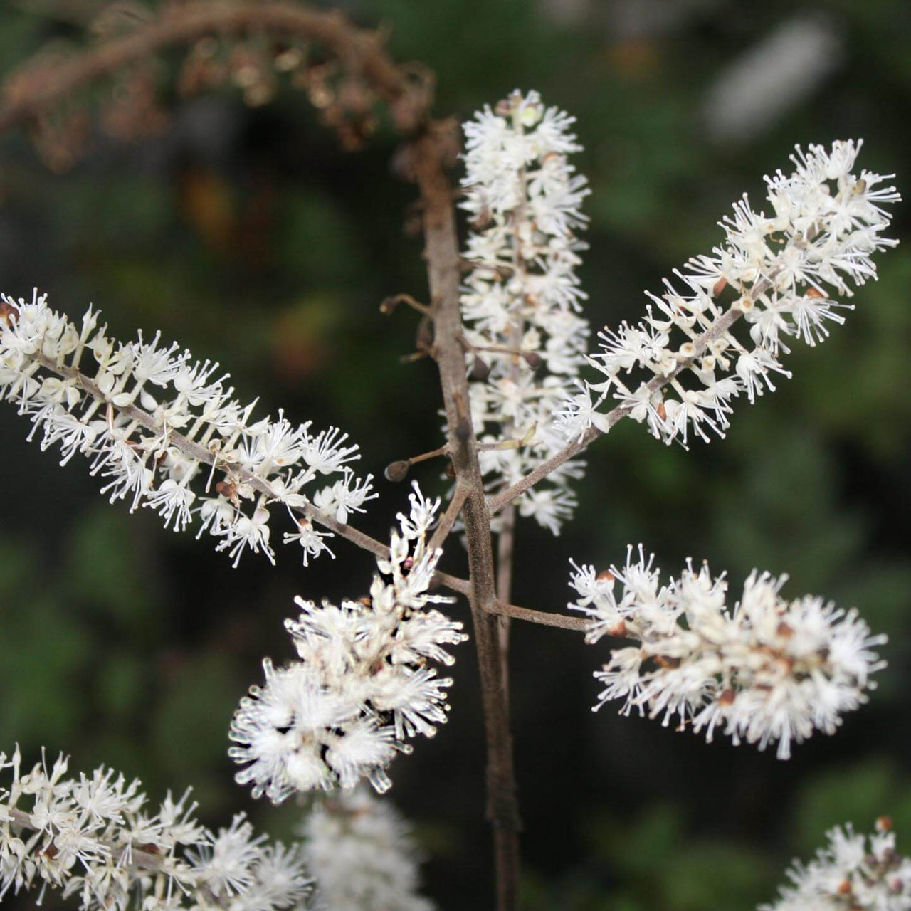 Cimicifuga (Actaea) racemosa Bugbane/Black Snakeroot
