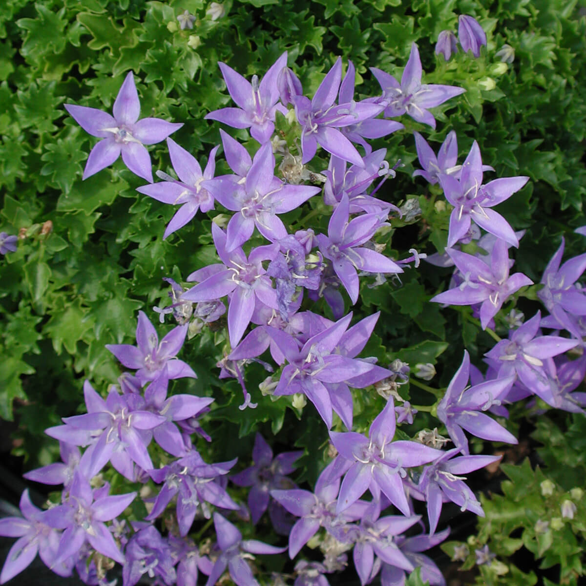 Campanula poscharskyana 'Blue Waterfall' Bellflower