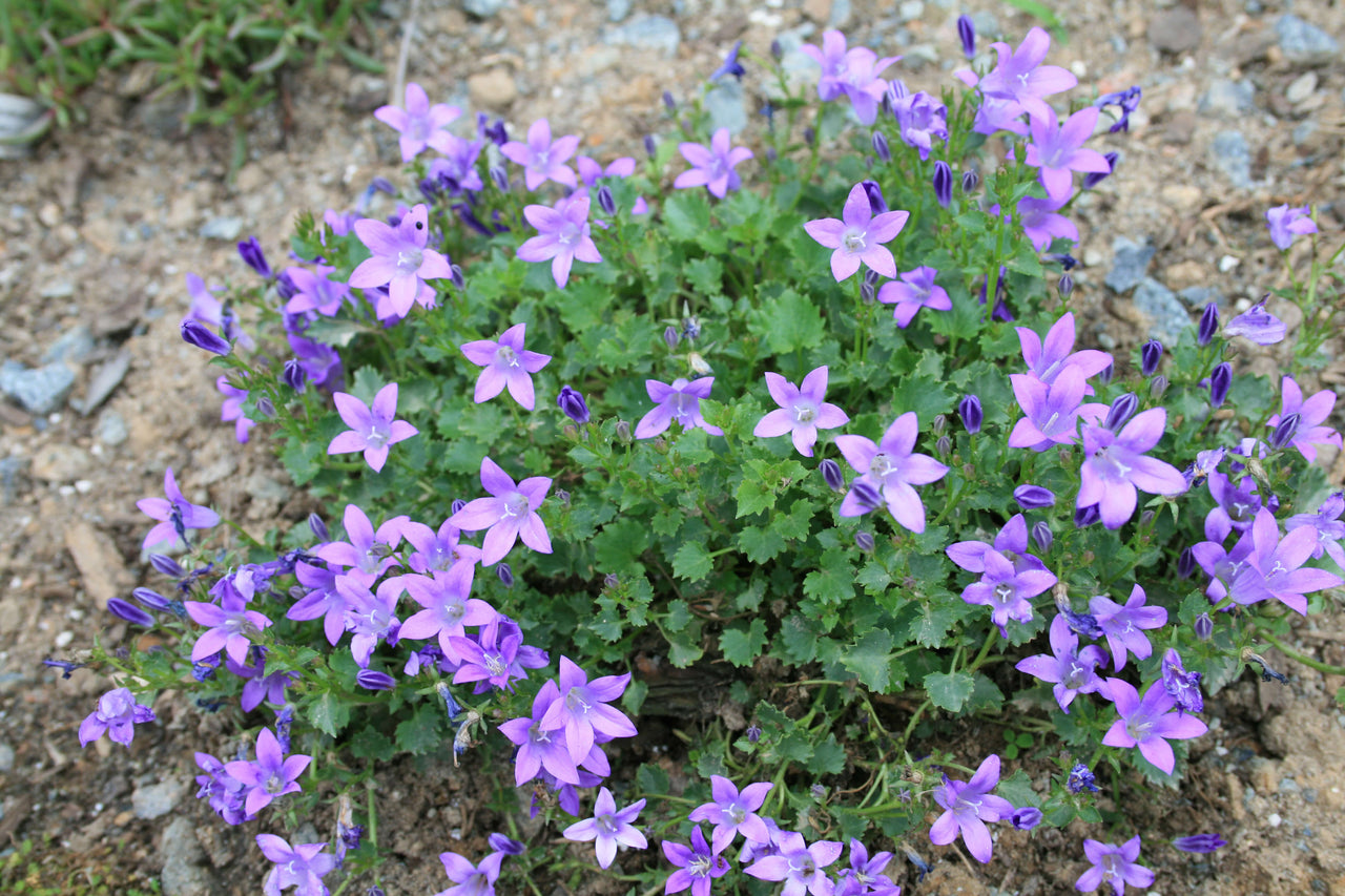 Campanula Birch Hybrids for sale