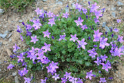 Campanula Birch Hybrids for sale