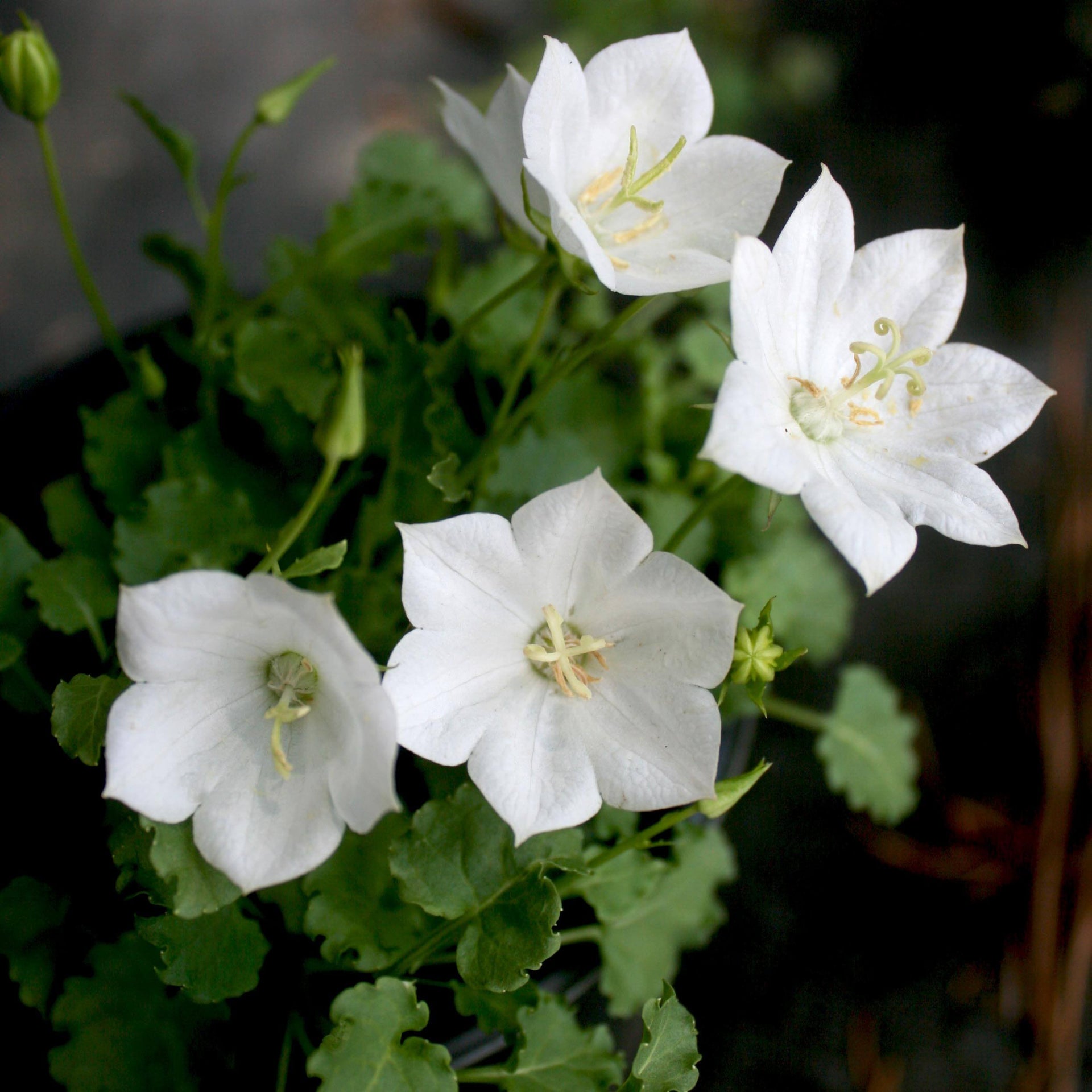 Campanula 'Rapido White'