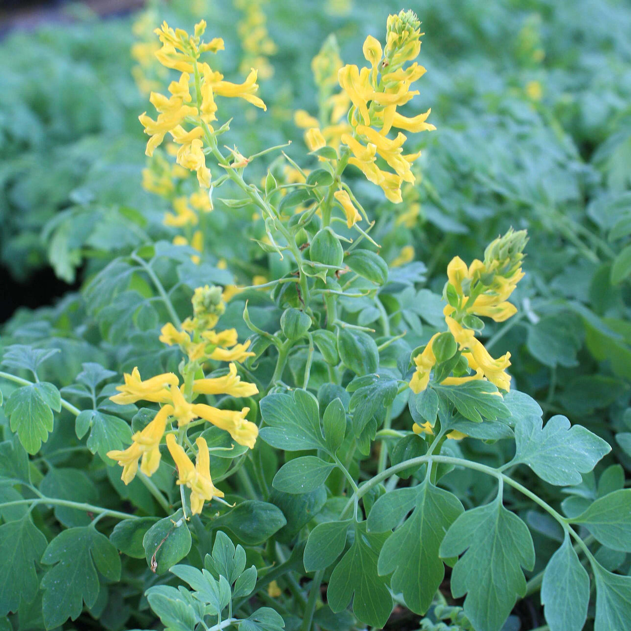 Corydalis 'Canary Feathers' False Bleeding Heart