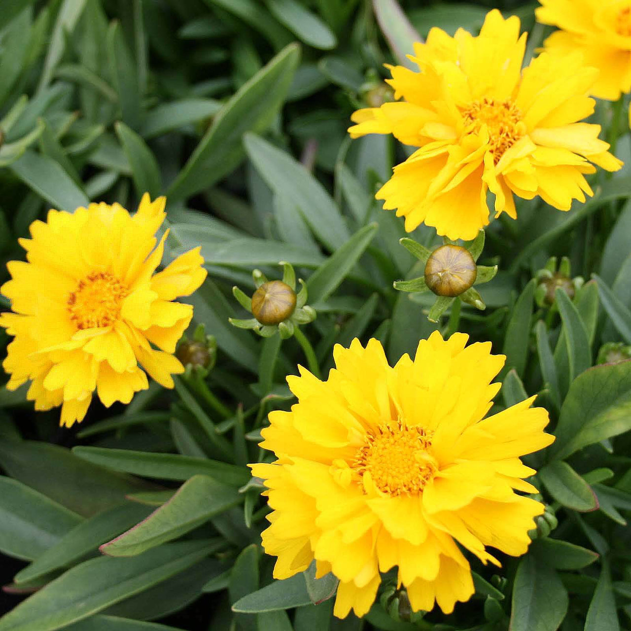 Coreopsis 'Presto'