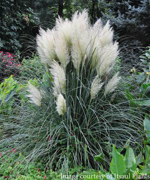 Cortaderia 'Blue Bayou' Pampas Grass