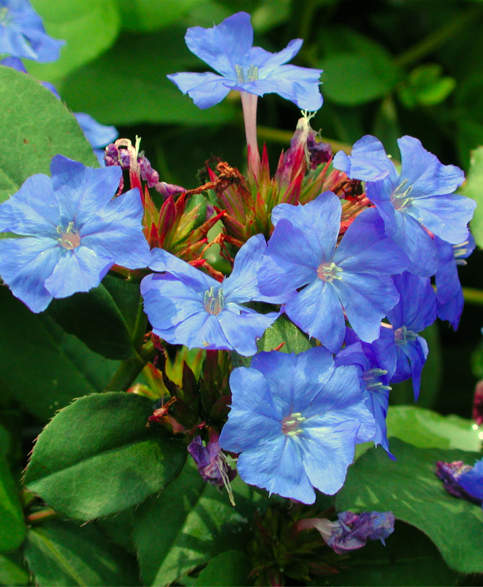 Rare Roots Ceratostigma plumbaginoides - Thumbnail 3