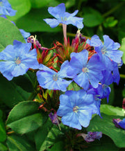 Ceratostigma plumbaginoides Plumbago for sale | Rare Roots 