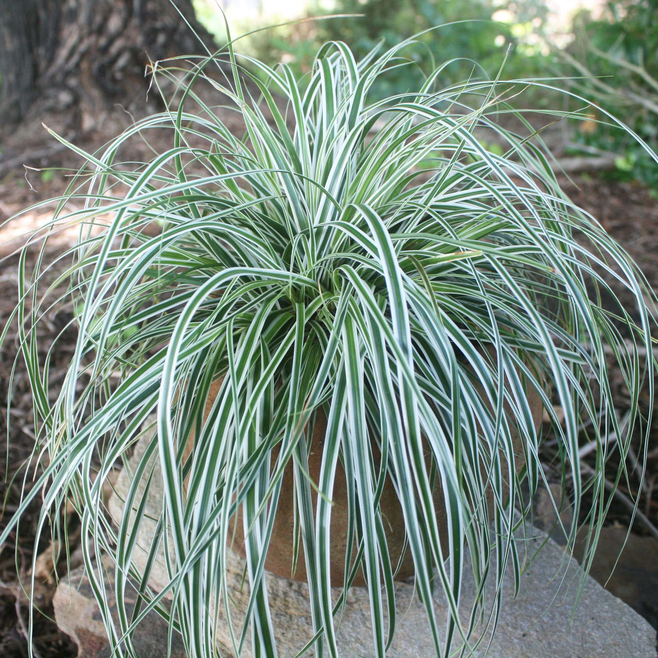 Carex 'Everest'