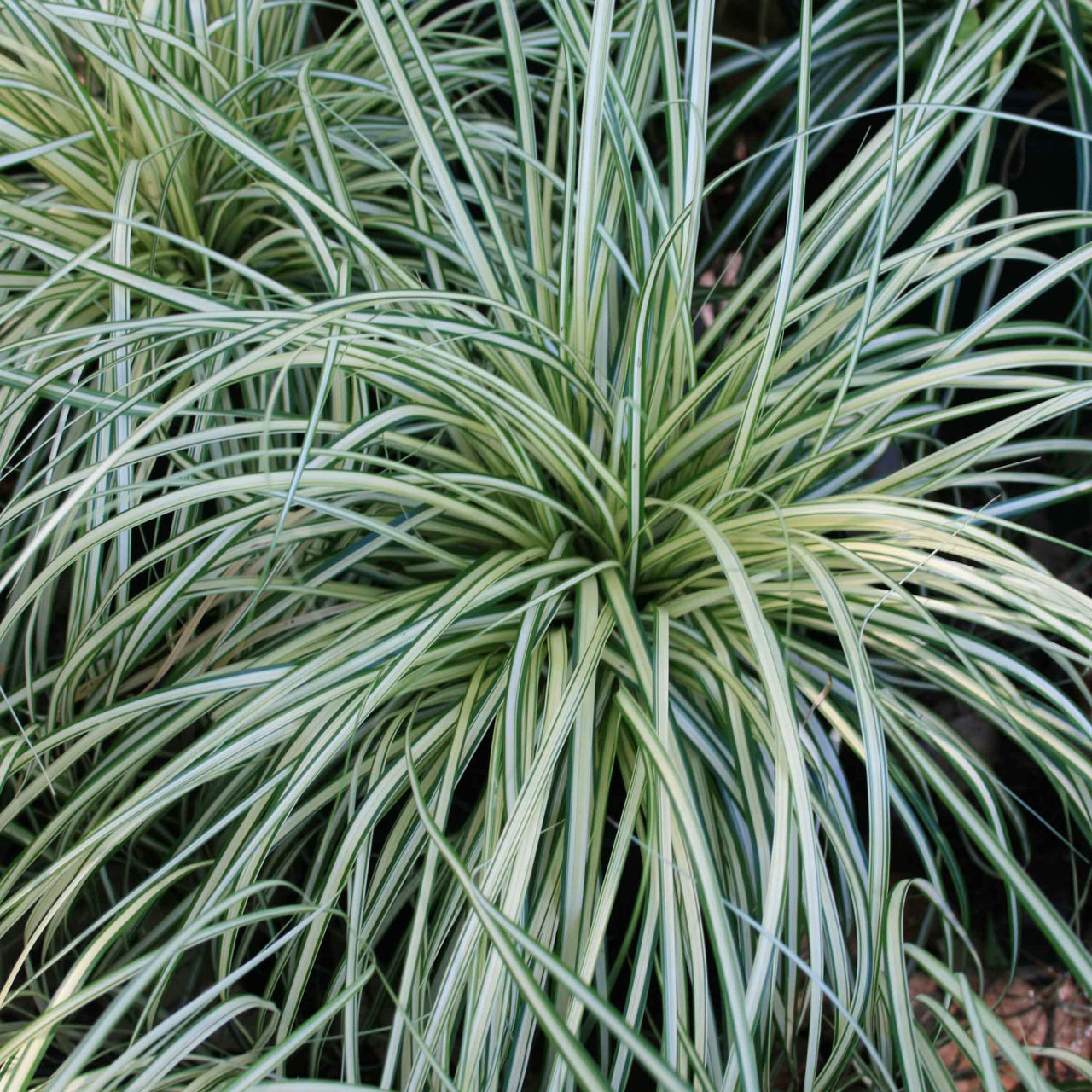 Carex 'Evergold'