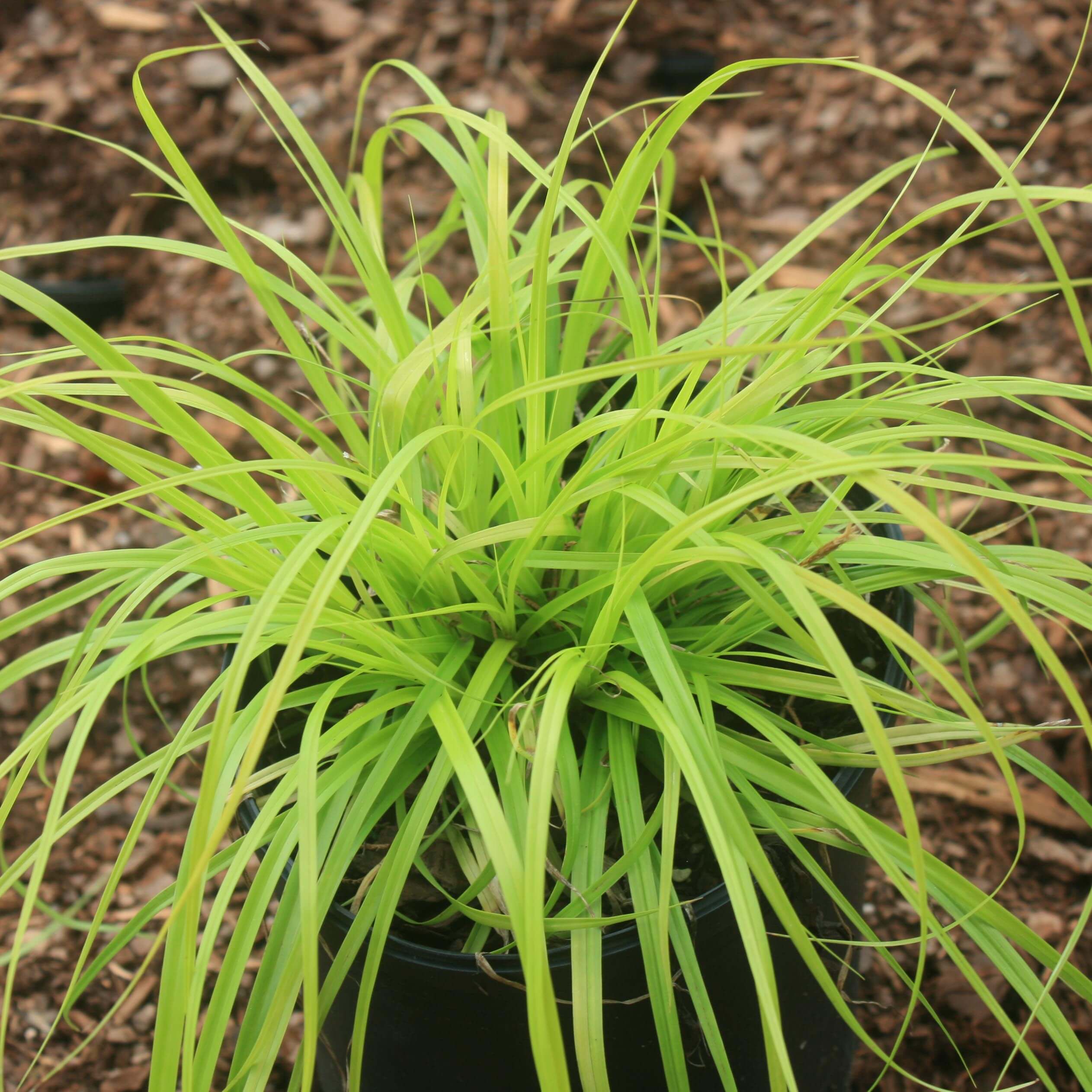Carex Everillo