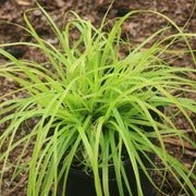 Carex 'Everillo'