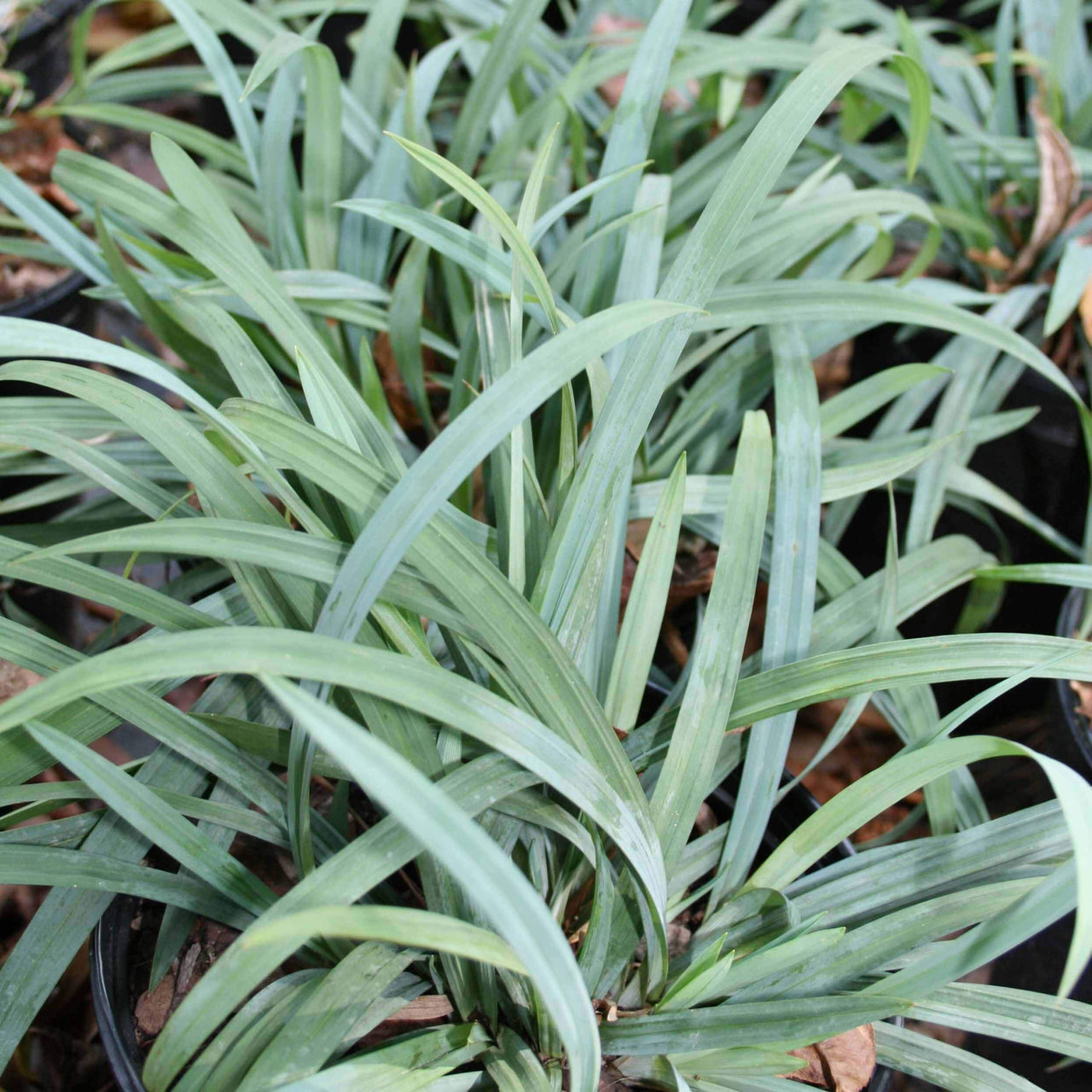 Carex 'Hobb' Bunny Blue'