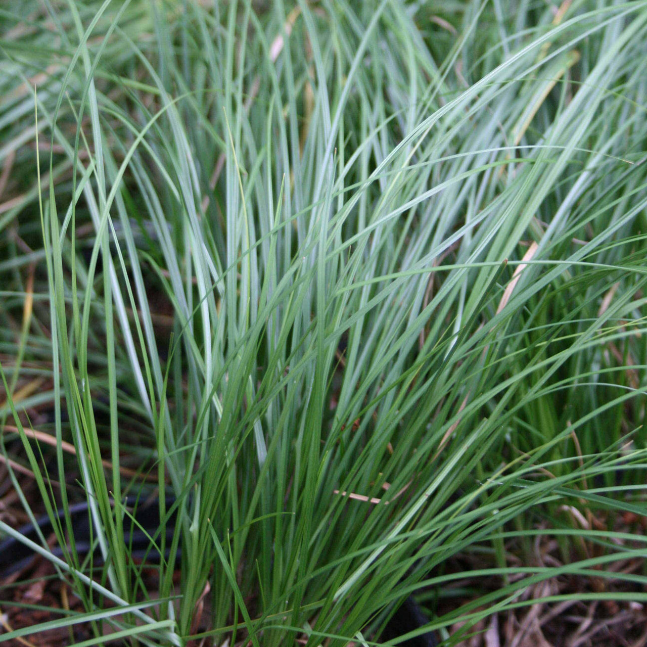 Carex pensylvanica