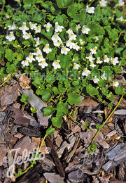 Cymbalaria Albiflora Italian Toadflax