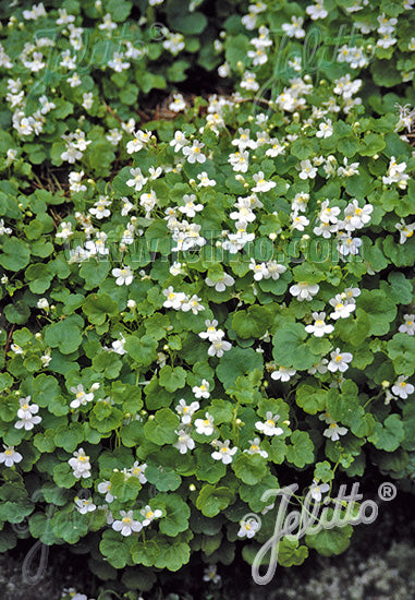 Cymbalaria pallida Toadflax Albiflora for Sale | Rare Roots