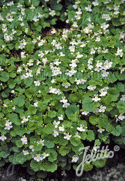 Cymbalaria Albiflora Italian Toadflax