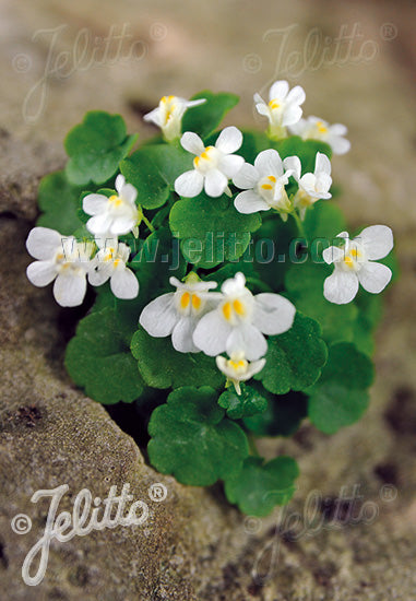 Cymbalaria pallida Toadflax Albiflora for Sale | Rare Roots
