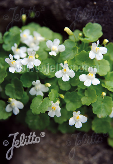 Cymbalaria Albiflora Italian Toadflax