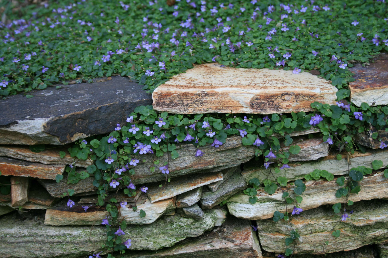 Cymbalaria aequitriloba Mini Kenilworth Ivy for sale | Rare Roots