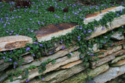 Cymbalaria aequitriloba Mini Kenilworth Ivy for sale | Rare Roots
