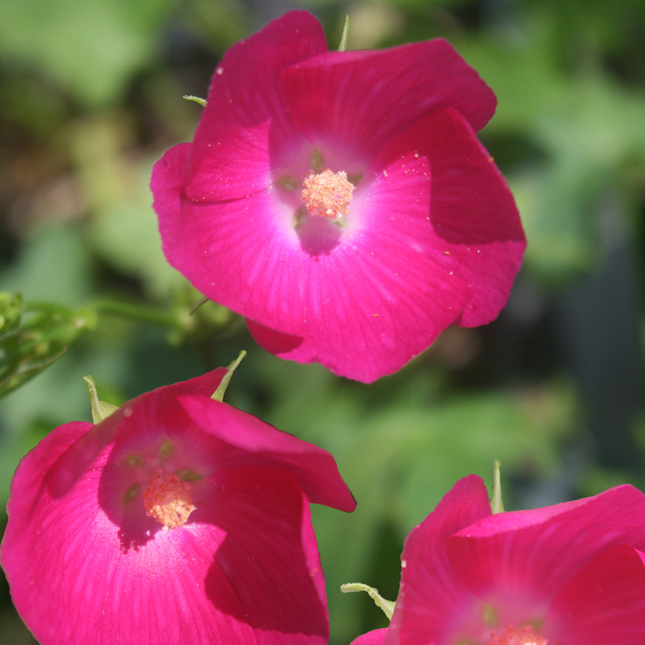 Callirhoe bushii Bush's Poppy Mallow