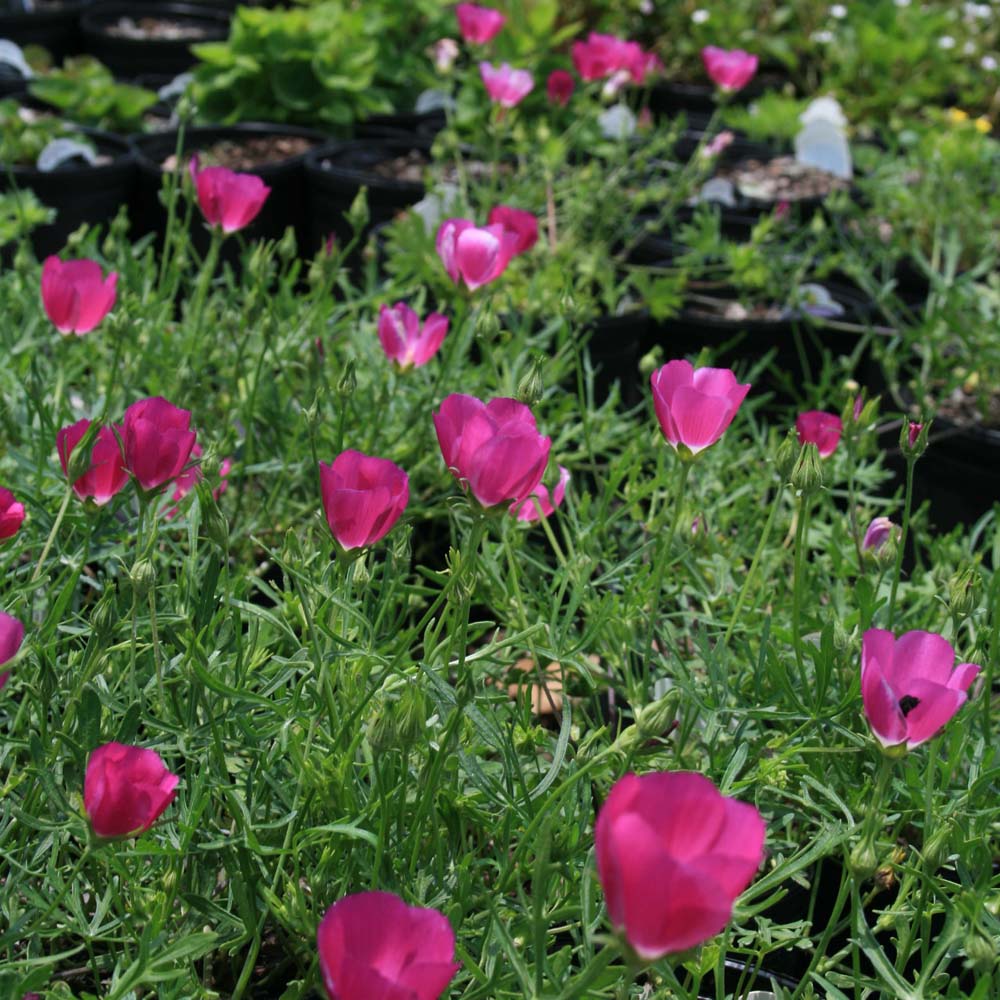 Callirhoe involucrata Wine Cups