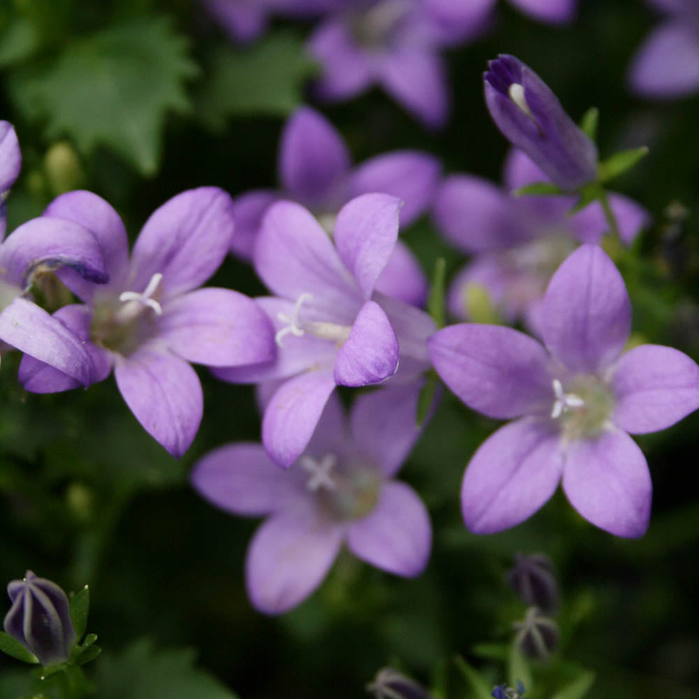 Campanula 'Birch Hybrids' Bellflower