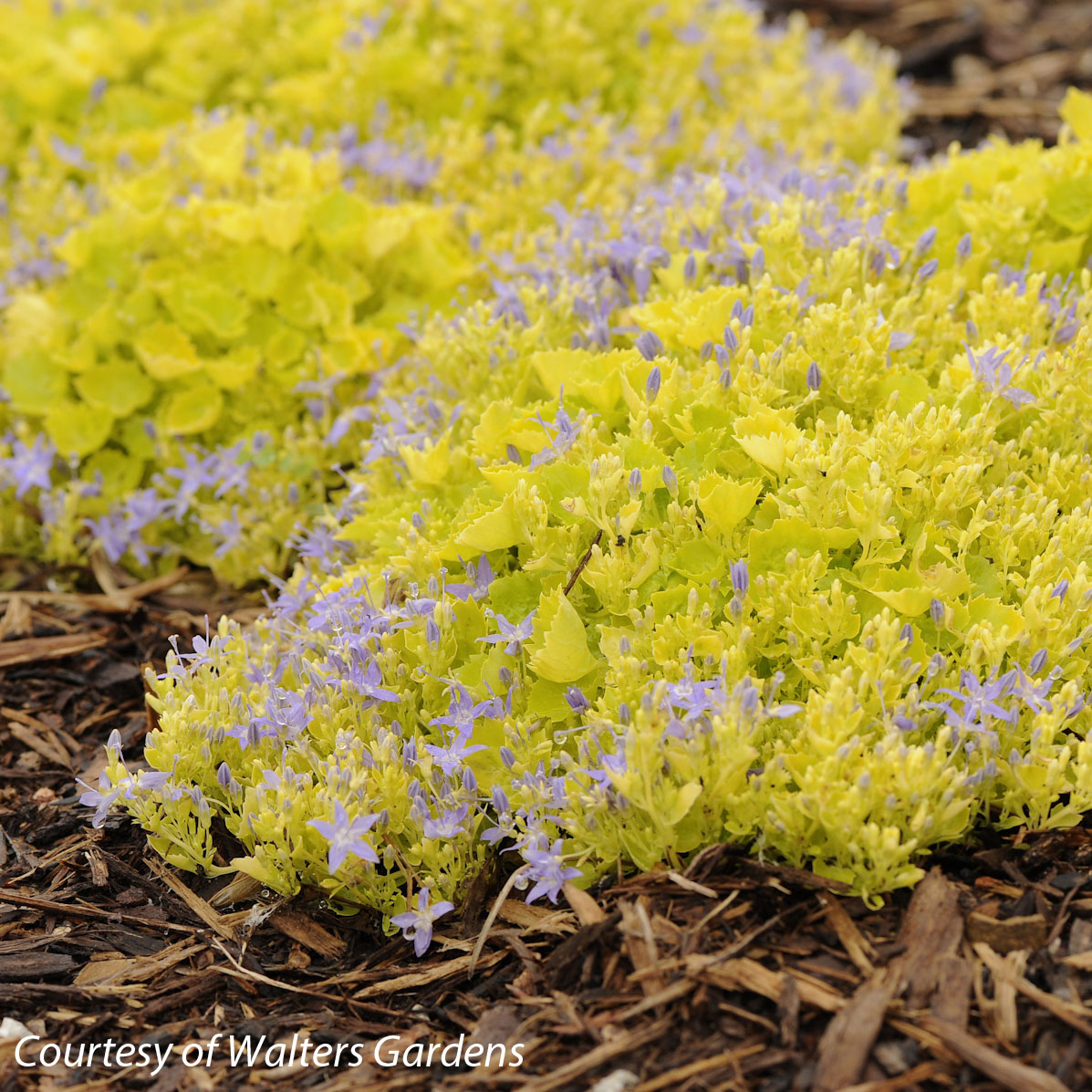 Campanula garganica 'Dickson's Gold' Bellflower