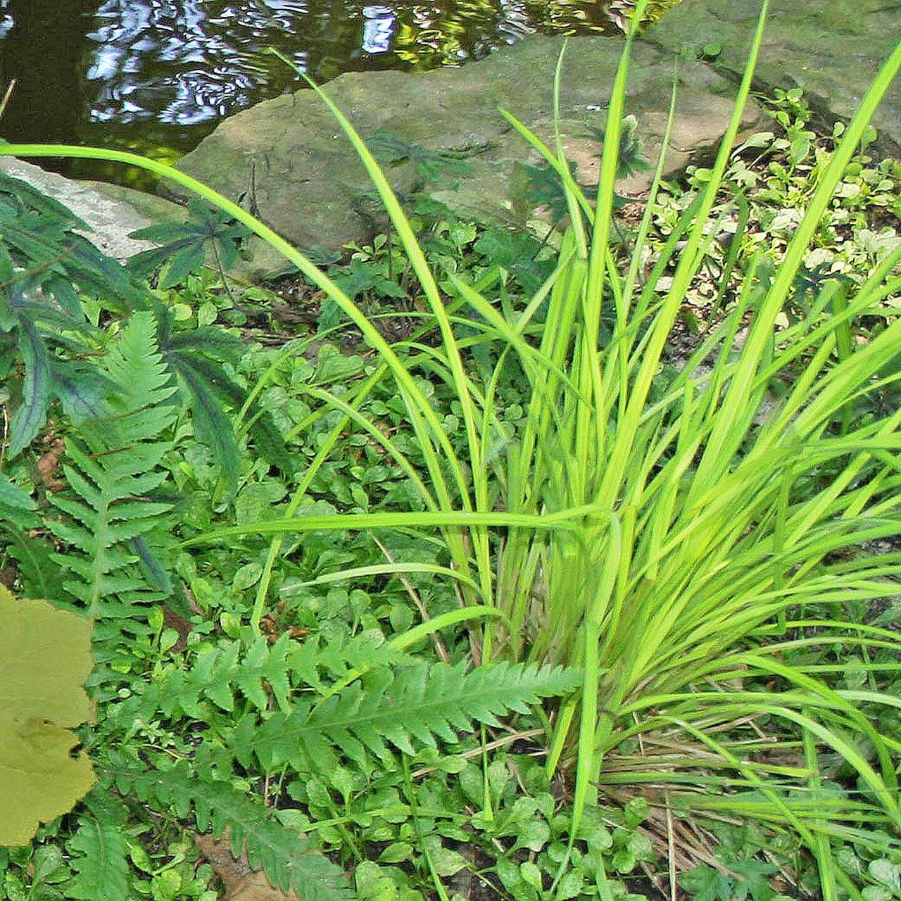 Carex elata 'Bowles Golden' Sedge