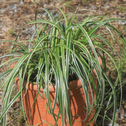 Carex oshimensis Feather Falls for sale | Rare Roots