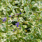Caryopteris Snow Fairy Bluebeard for sale | Rare Roots 