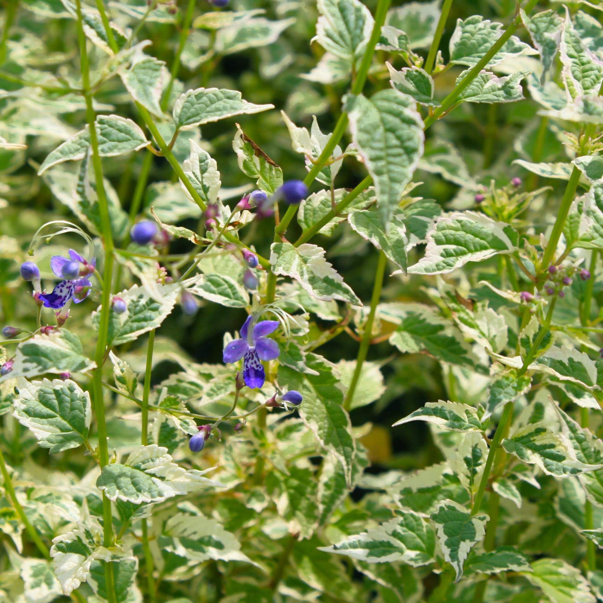 Caryopteris Snow Fairy Bluebeard for sale | Rare Roots 