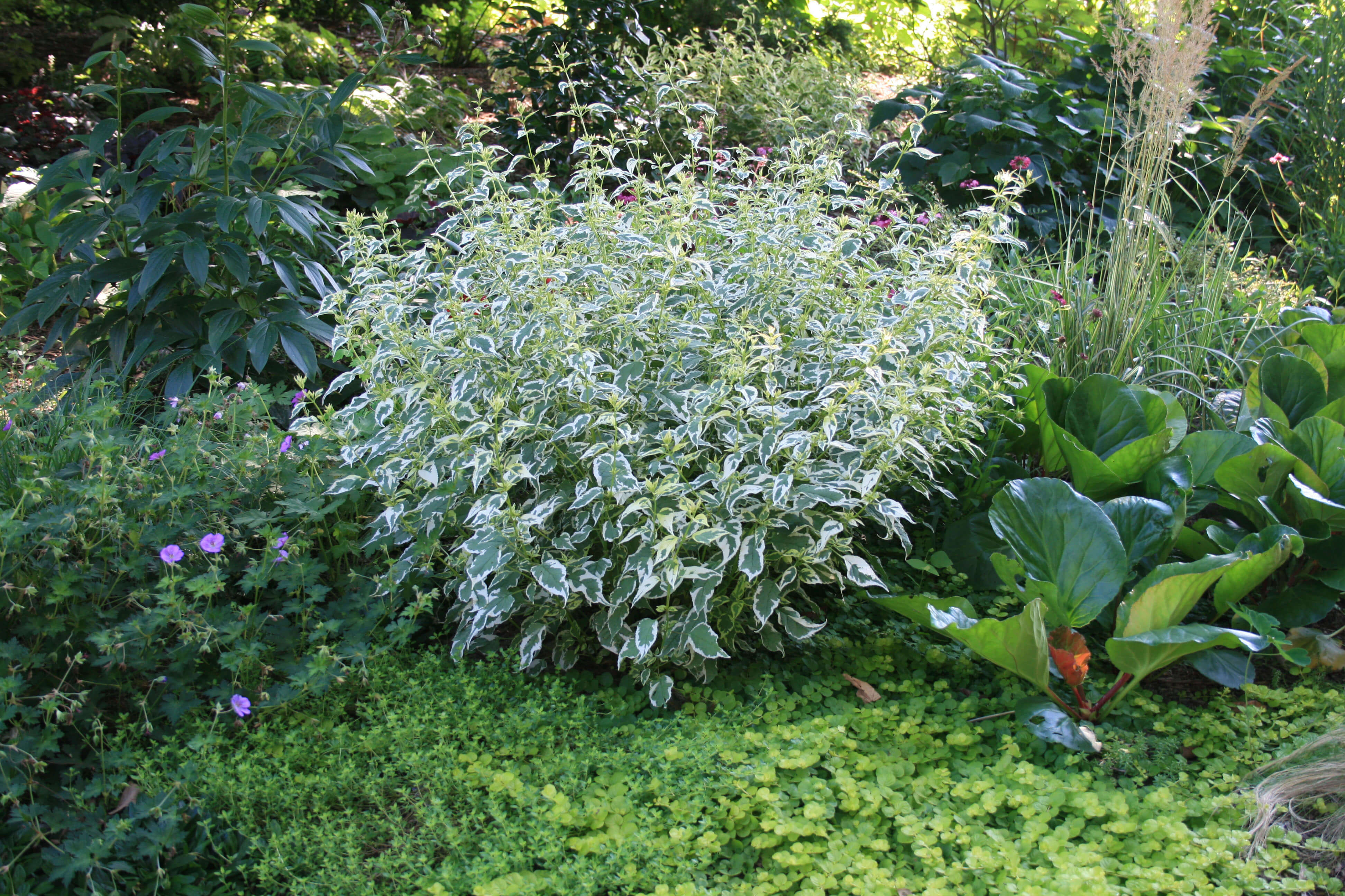 Rare Roots Caryopteris Snow Fairy