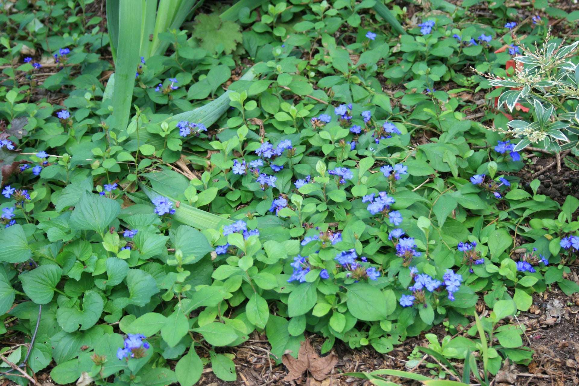 Ceratostigma plumbaginoides Plumbago for sale | Rare Roots 