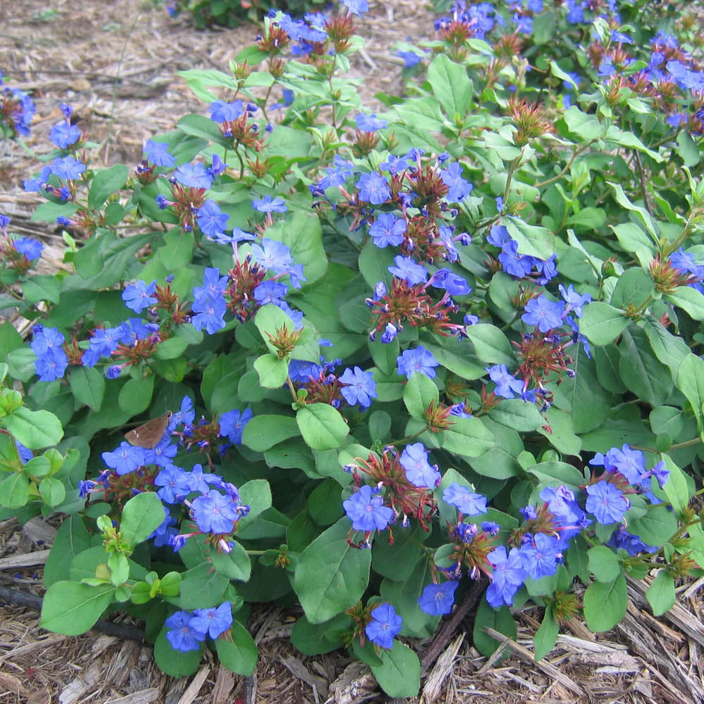 Ceratostigma plumbaginoides Plumbago