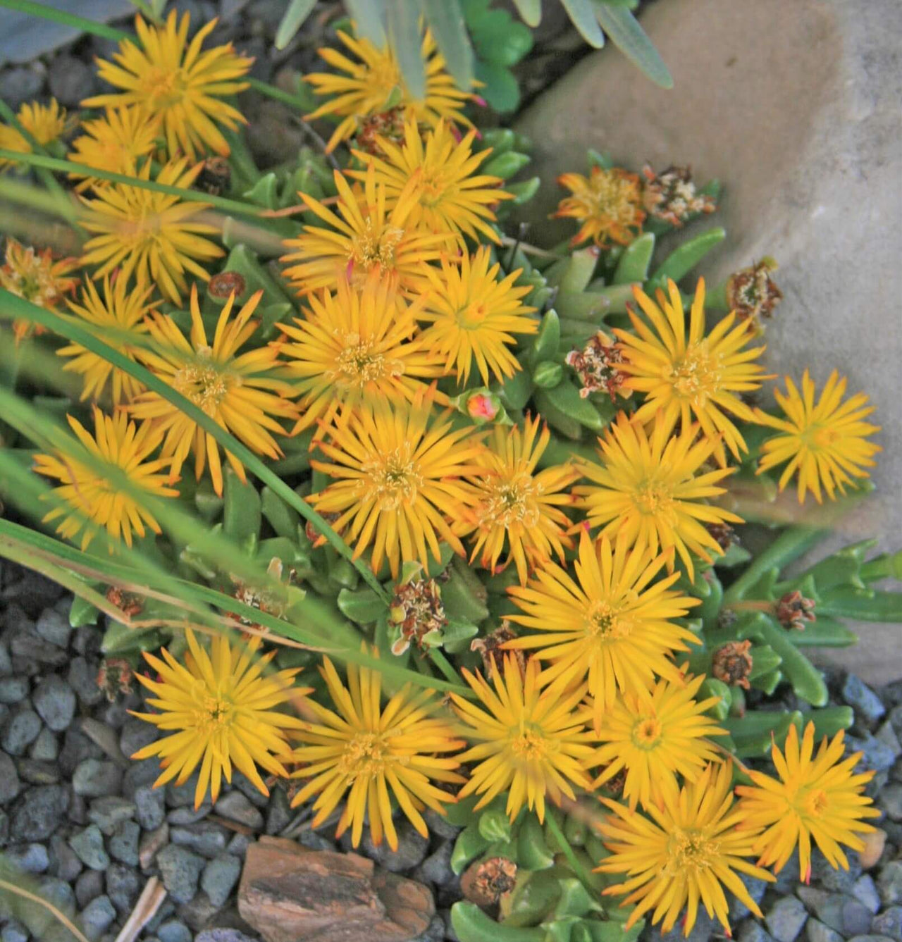 Chasmatophyllum masculinum