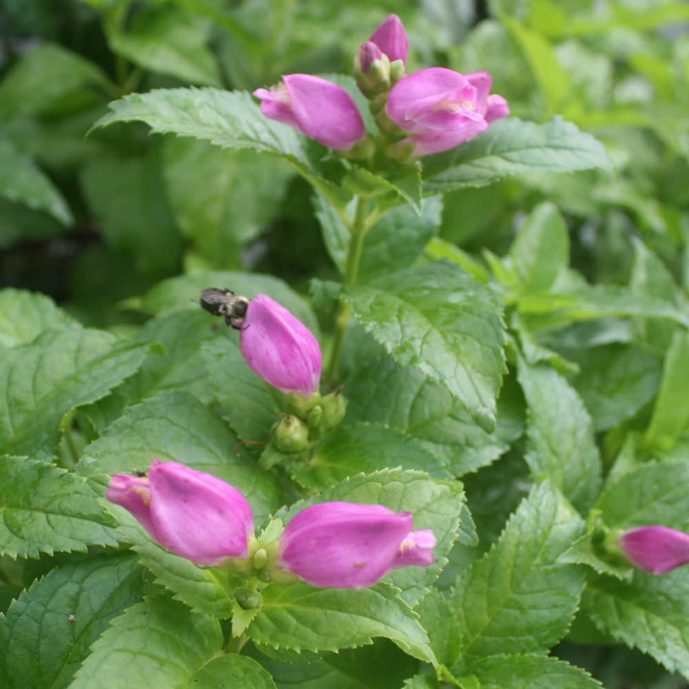 Chelone lyonii 'Hot Lips' Turtlehead