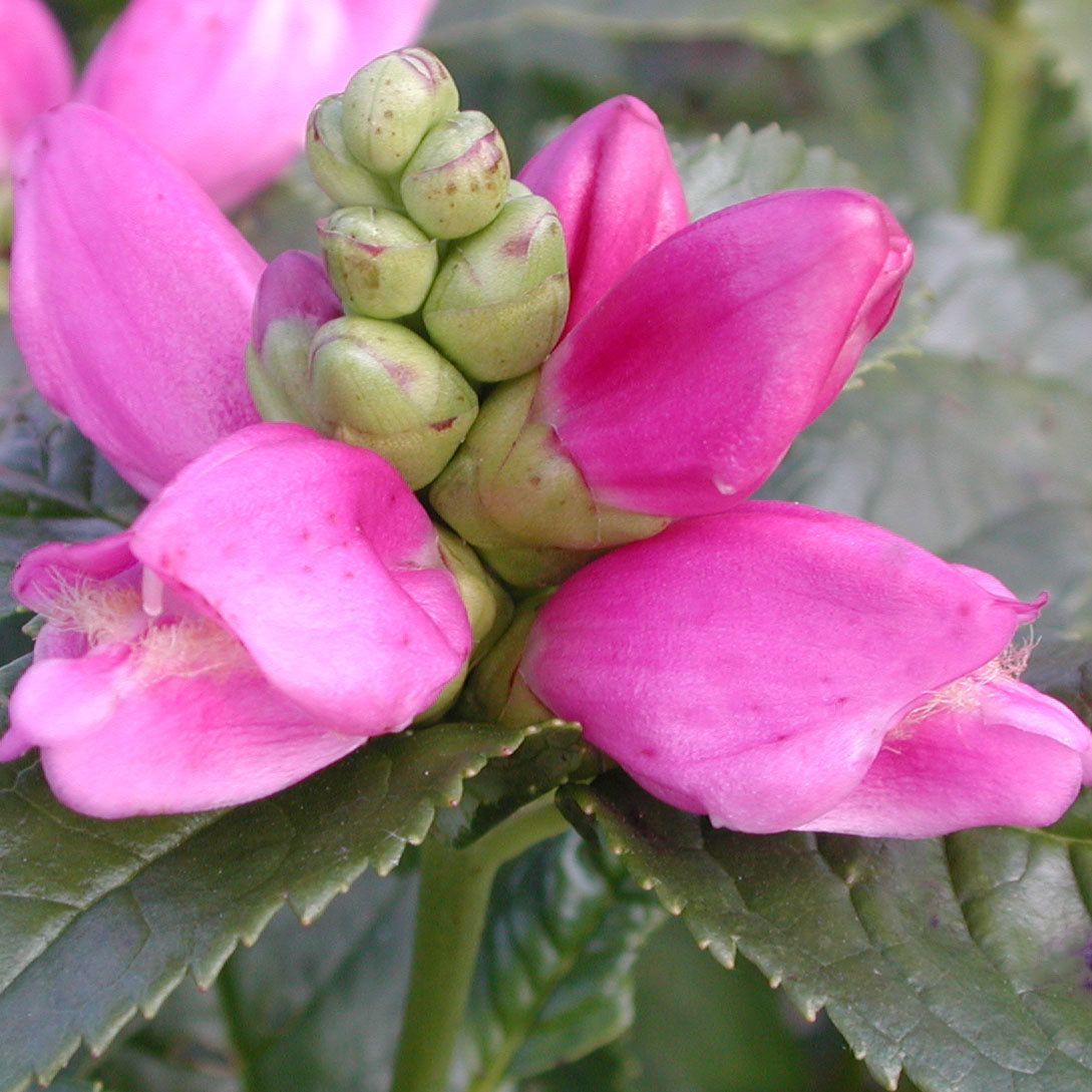 Chelone lyonii 'Hot Lips' Turtlehead