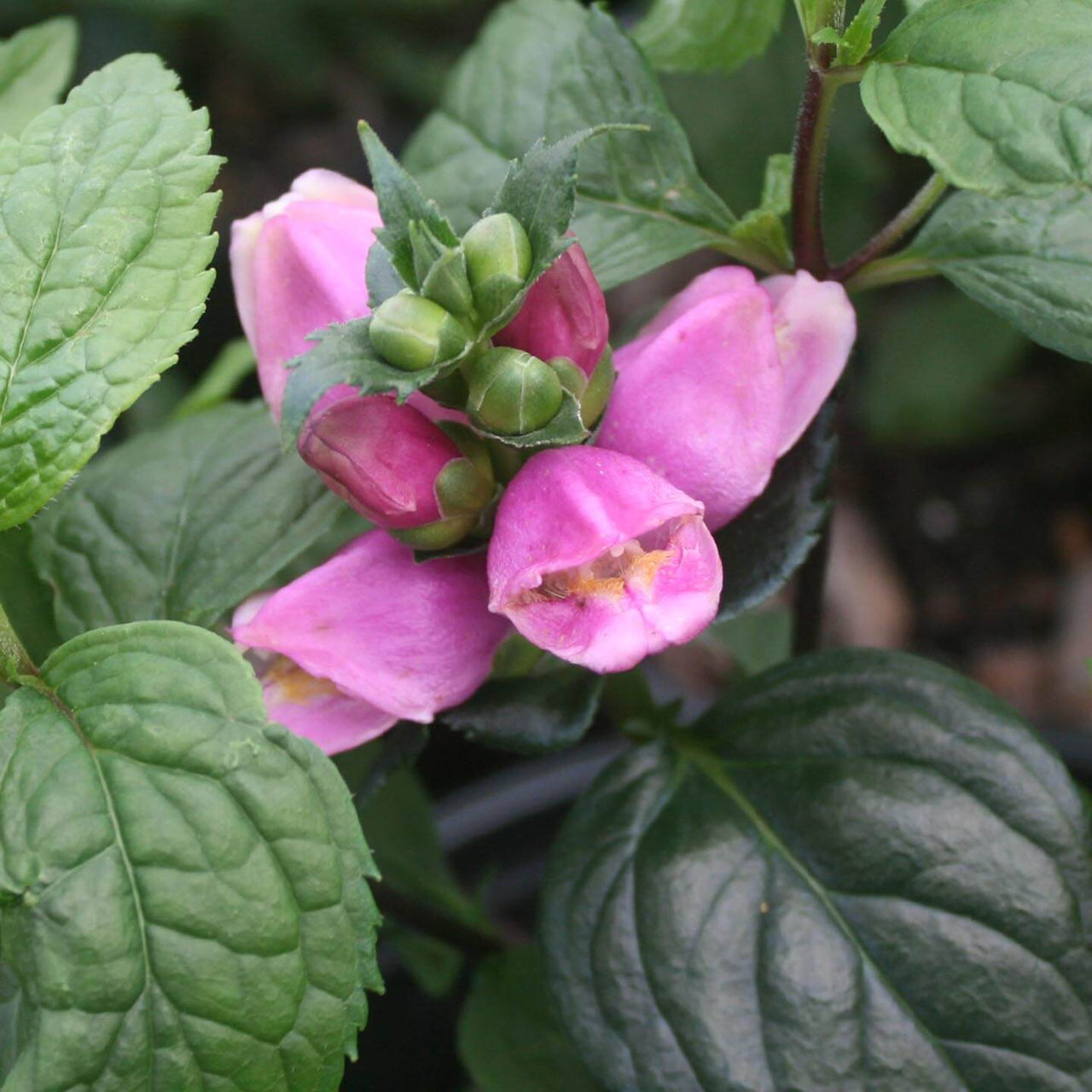 Chelone obliqua 'Tiny Tortuga' Pink Turtlehead