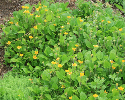 Chrysogonum 'Pierre' Goldenstar