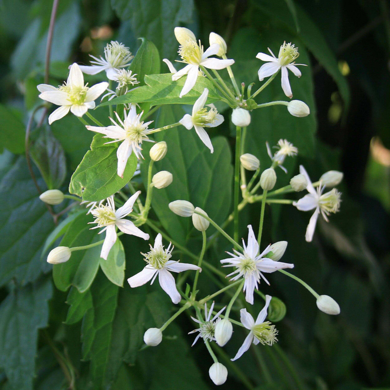 Clematis virginiana Virgin's Bower