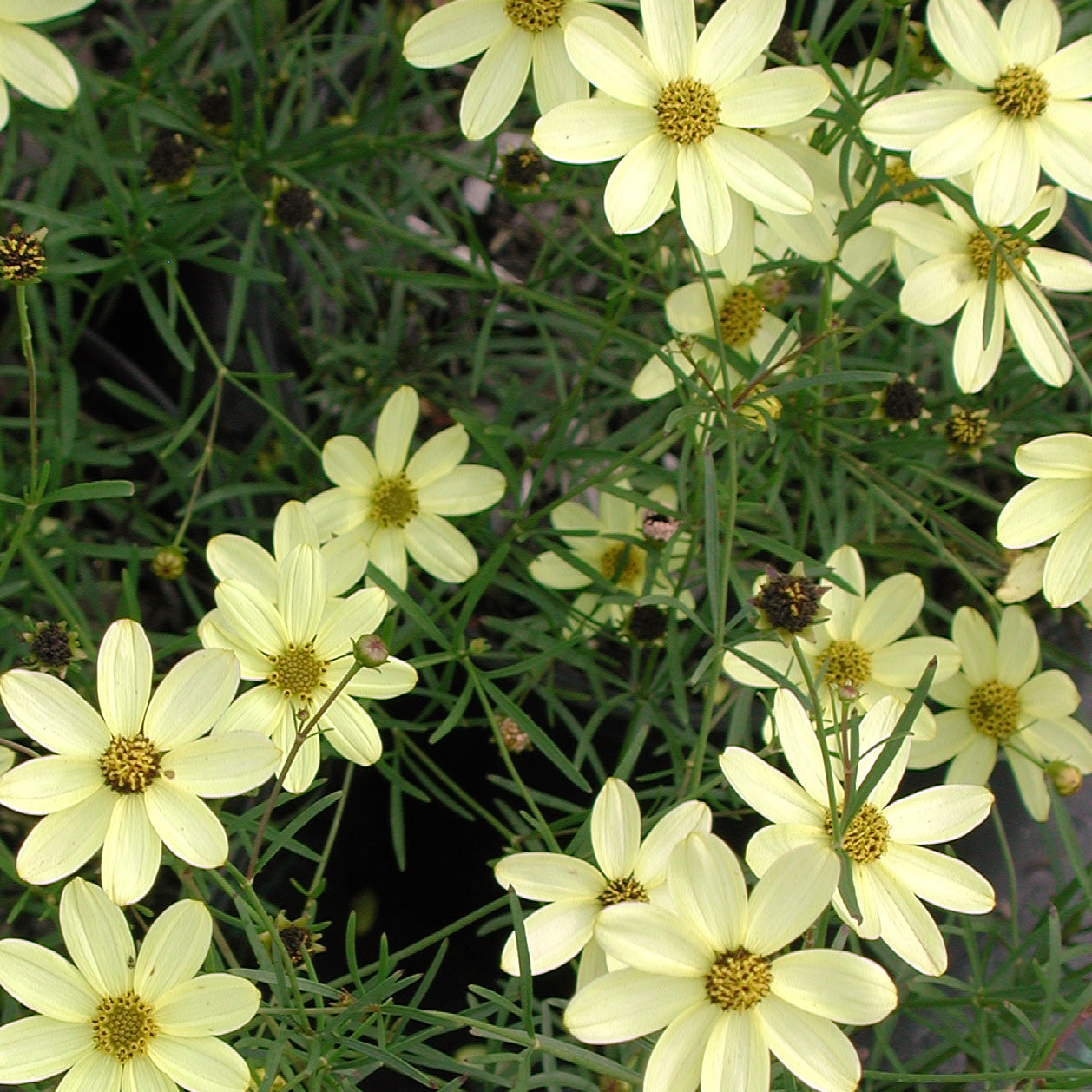 Coreopsis verticillata 'Moonbeam' Threadleaf Tickseed