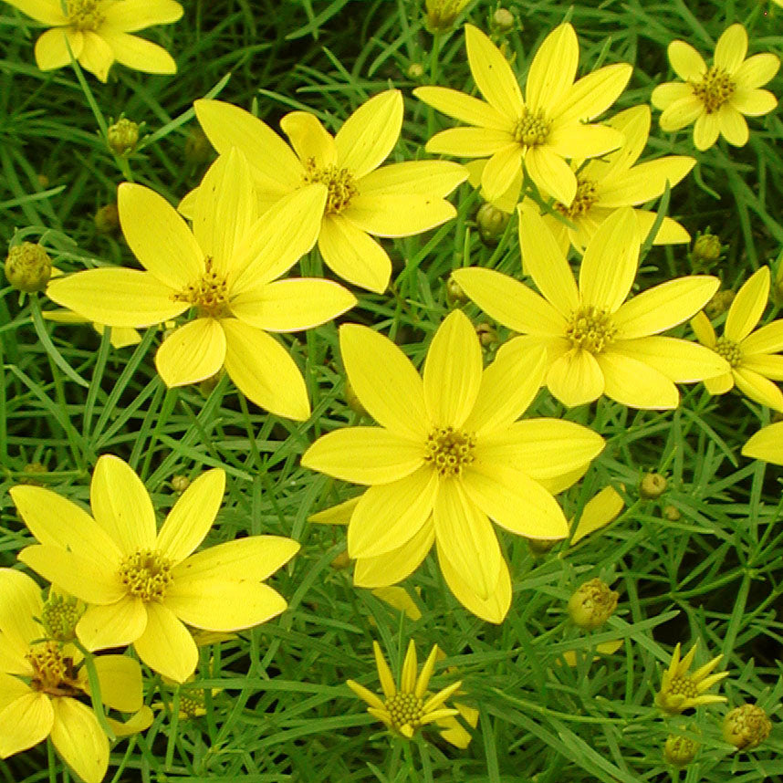 Coreopsis 'Zagreb' Threadleaf Tickseed