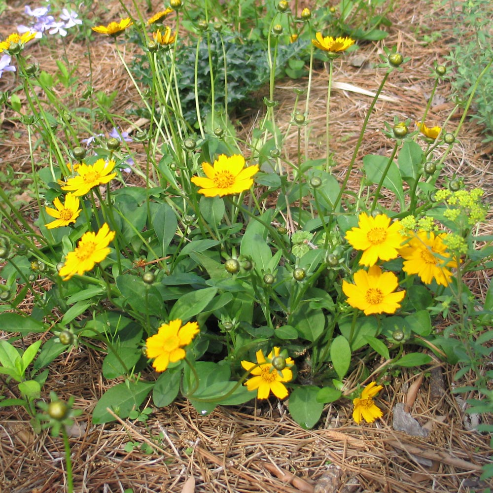 Coreopsis auriculata 'Nana' Mouse-Ear Tickseed