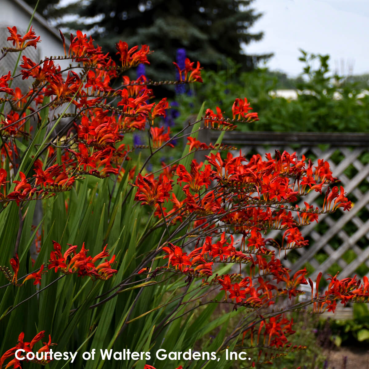 Crocosmia 'Lucifer' Montbretia