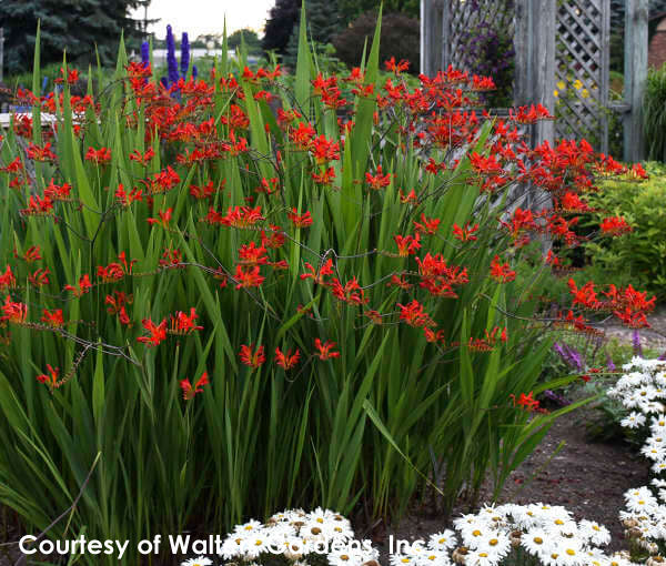 Crocosmia 'Lucifer' Montbretia